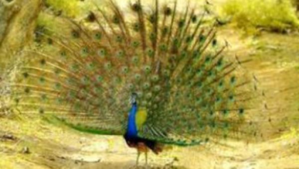 Ranthambore Monsoon Break