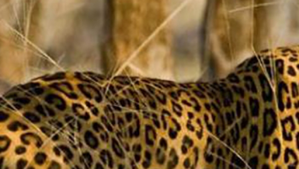 Ranthambore Weekend Getaways Holiday Package