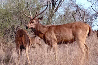 Animals in Ranthambore 