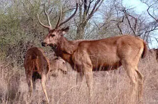 Animals in Ranthambore
