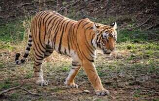 Famous Animals in Ranthambore 