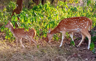 Wild Animals in Ranthambore 