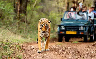 How to Book Ranthambore Safari Ticket Online