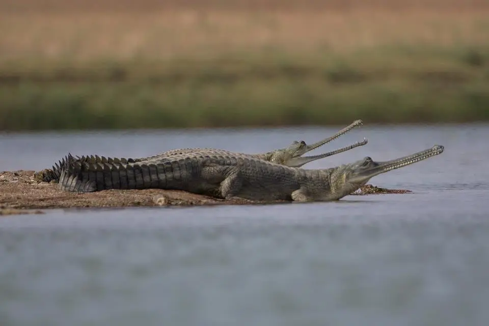 Ranthambore  National Chambal Gharial Sanctuary Palighat