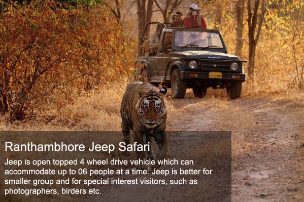 book jeep safari in ranthambore