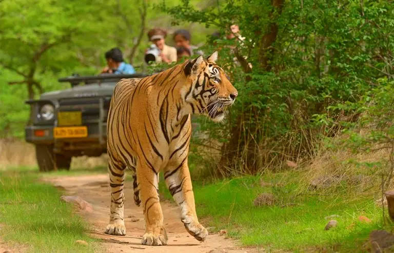 Ranthambore Monsoon Package