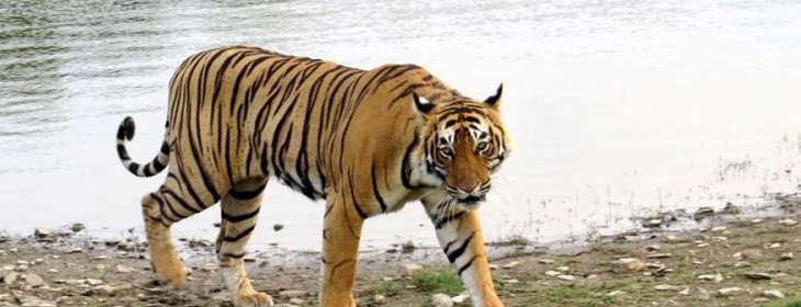 Ranthambore Tour Packages 5 Nights 6 Days