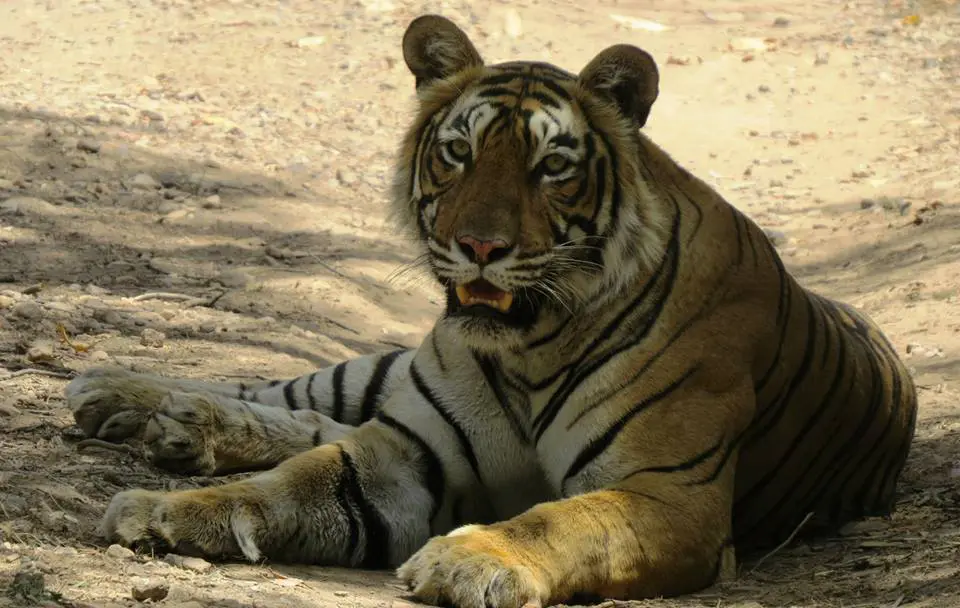 Ranthambore Special Wildlife Package