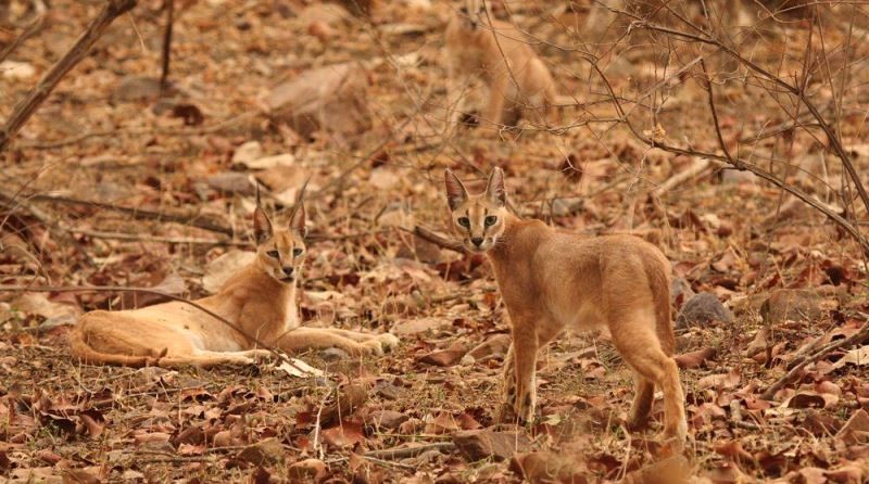 A-pair of Caracal Cat Ranthambore