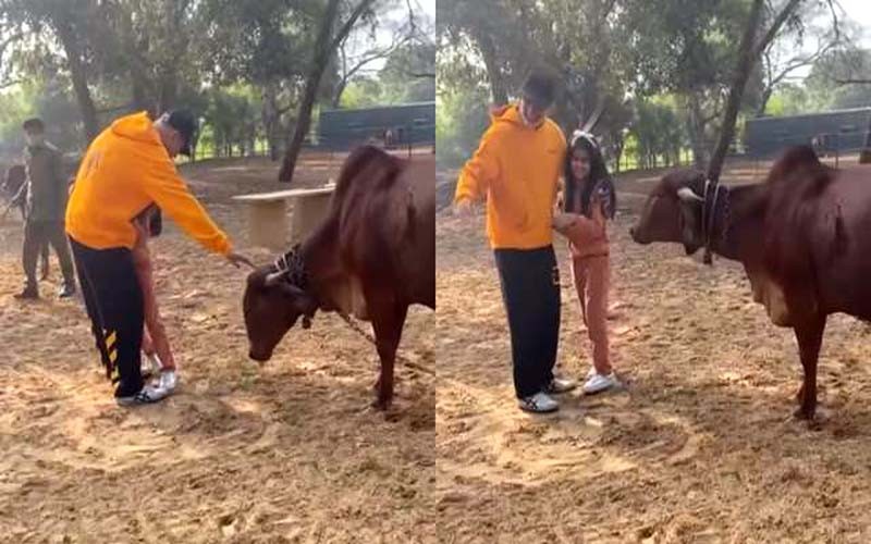 Akshay Kumar feeds a cow with his daughter Nitara in Ranthambore