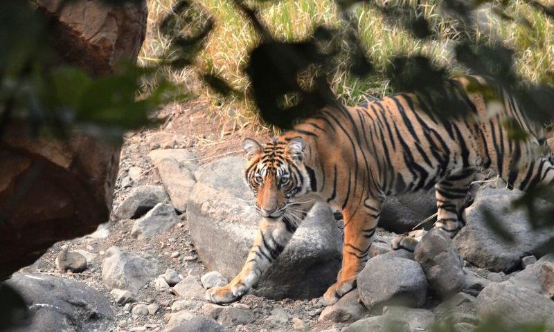 Animals in Ranthamore National Park