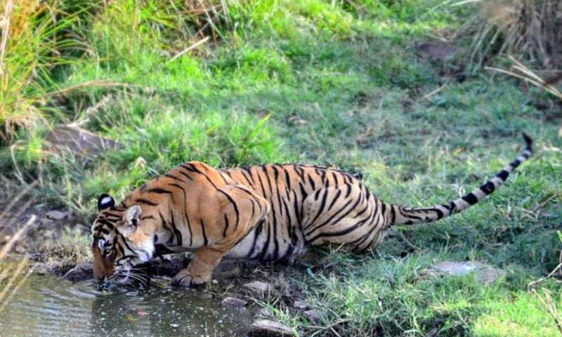 Best Zone for Tiger Sighting in Ranthambore