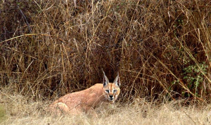 Caracal
