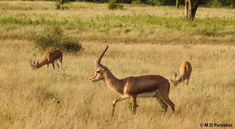 Chinkara or Indian gazelle