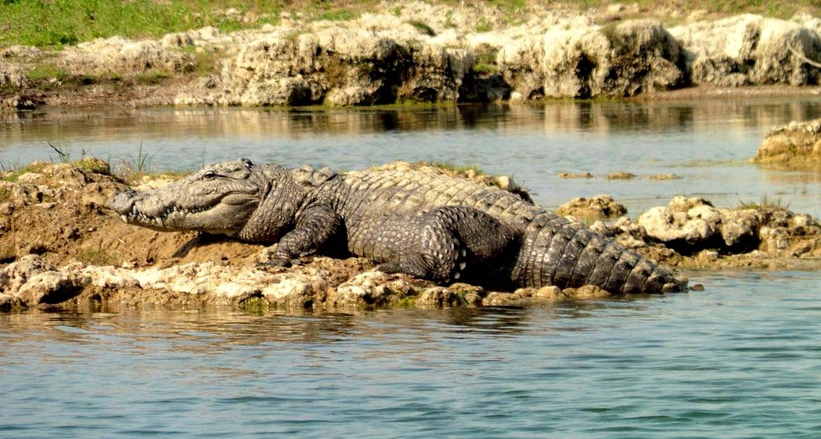Crocodile in Chambal River Safari Ranthambore