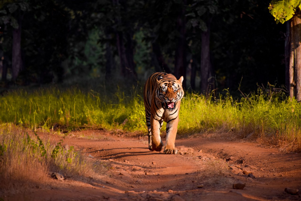 Difficulties And Conservation Initiatives In Ranthambore ranthambhorenationalpark