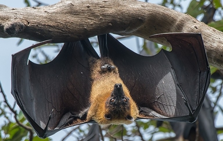 Indian Flying Fox