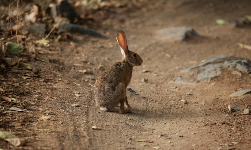 Indian Hare Ranthambore