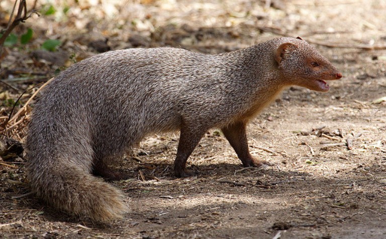 Indian grey mongoose