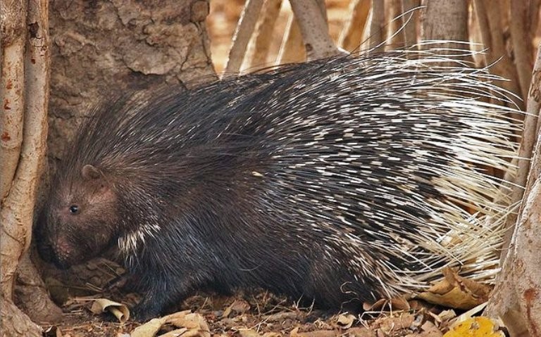 Indian porcupine