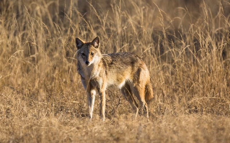 Jackal
