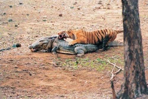 Machali killed crocodile ranthambore
