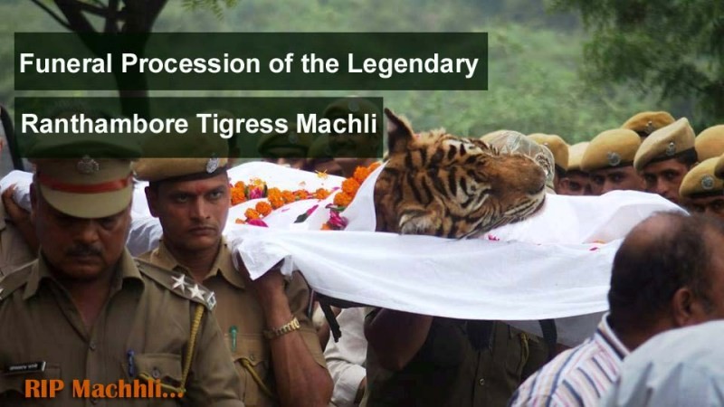 Machhli died in Ranthambore national Park