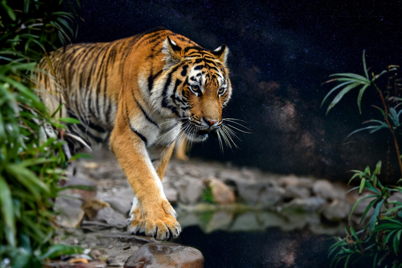 Majestic Tiger Sightings ranthambhorenationalpark