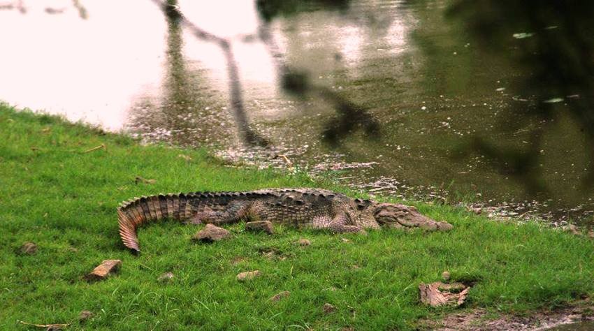 Marsh Crocodile