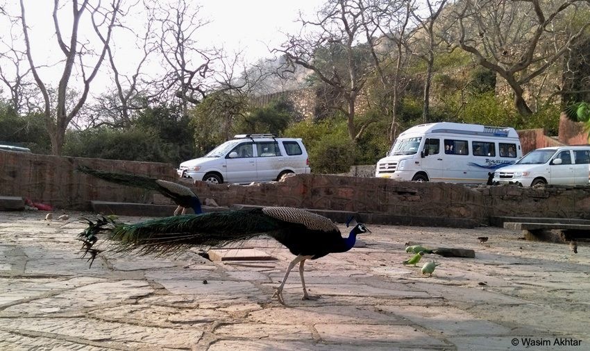 Peacock in ranthambore