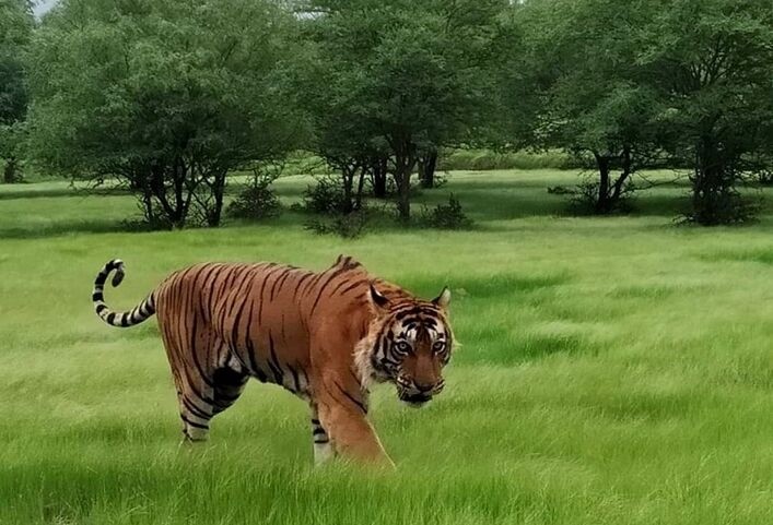 Ranthambore Safari in Monsoo