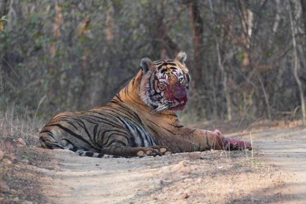 Ranthambhore Tiger