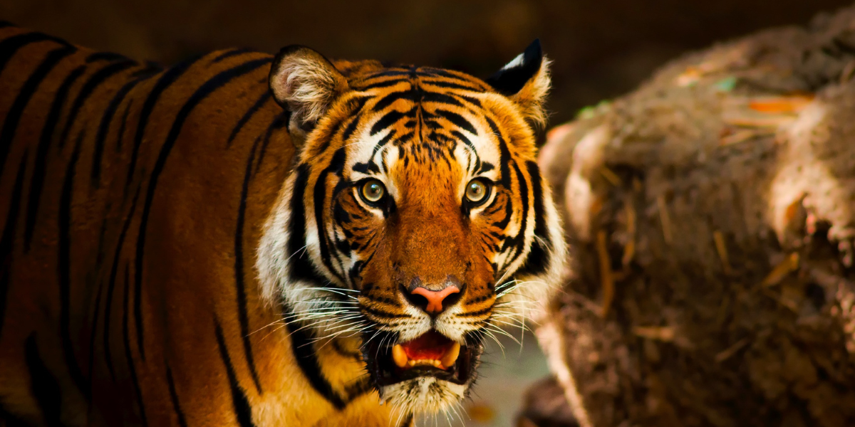 Ranthambore
