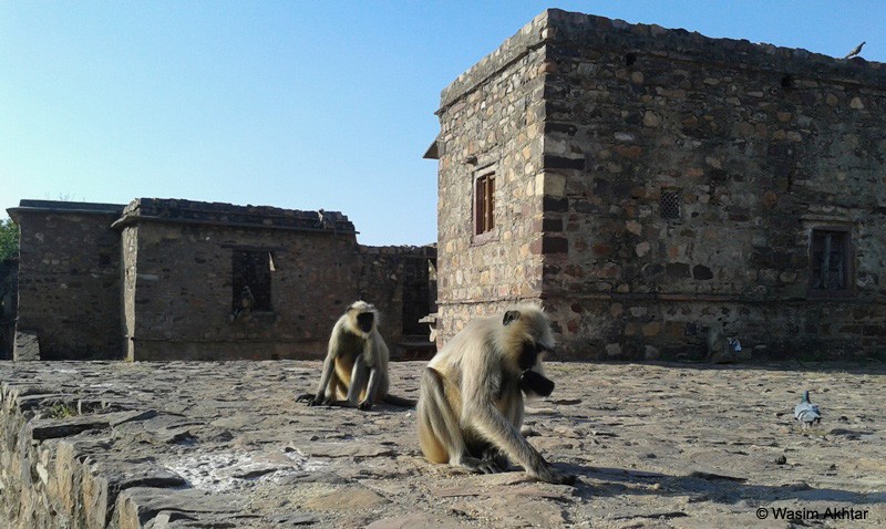Ranthambore Fort Places to Visit in Ranthambore National Park