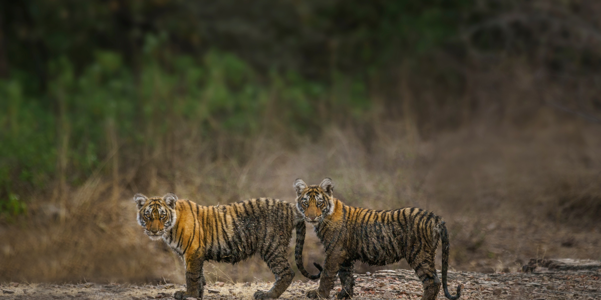 Ranthambore Holiday Packages