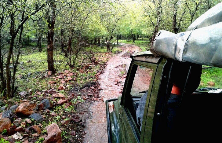 Ranthambore Jeep Safari in Monsoon