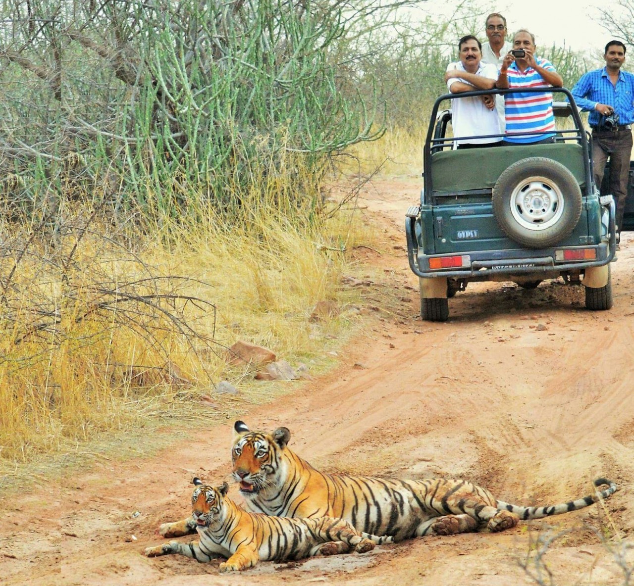Ranthambore Jeep safari