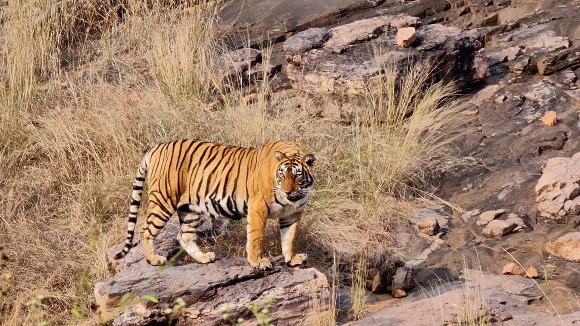 Exercise to open 5 new safari zones in Ranthambore National Park, tourism will get a boost