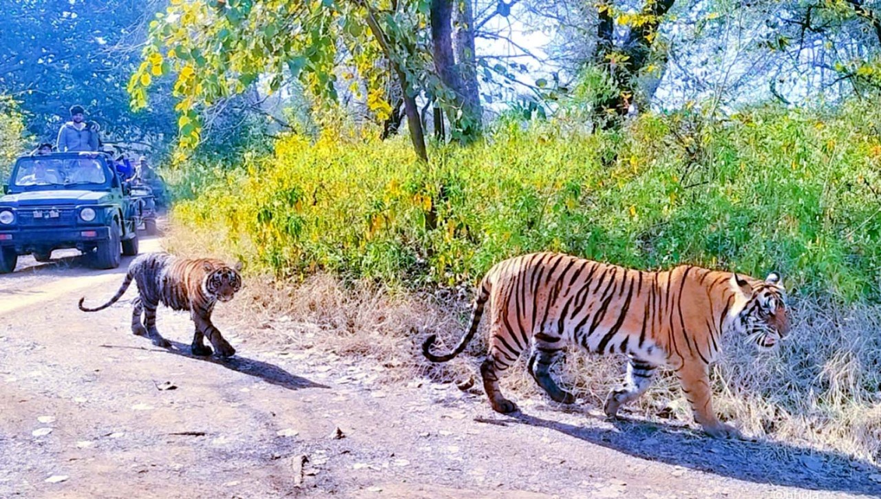 Ranthambore Safari Ticket Price increased in 2024, Wildlife safari in Ranthambore has become expensive