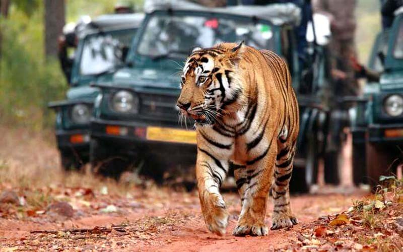 Ranthambore National Park Safari 2