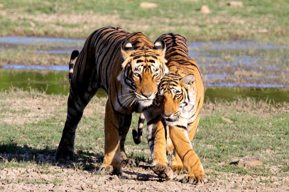 Ranthambore National Park re-opens