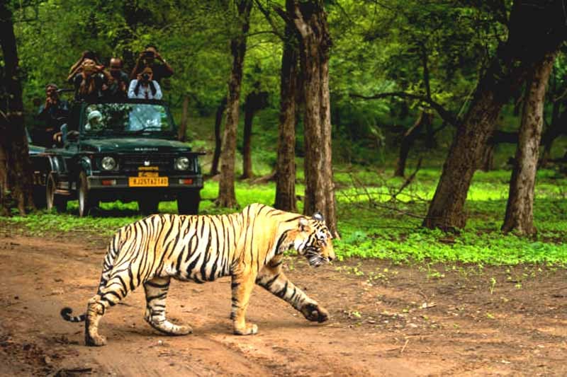 Ranthambore National Park 011
