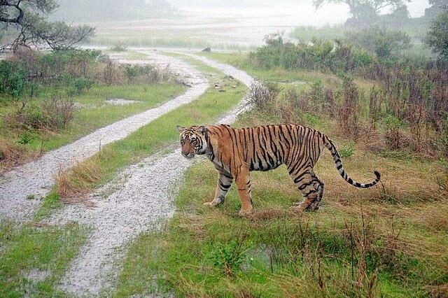 Ranthambore Safari in Monsoon