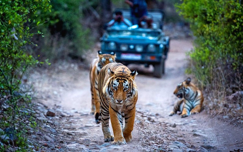 Ranthambore National Park Encourages Monsoon Wildlife Safaris: Zones 6 to 10 remain open
