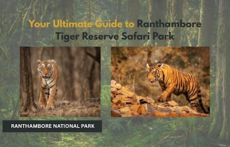 Your Ultimate Guide to Ranthambore Tiger Reserve Safari Park