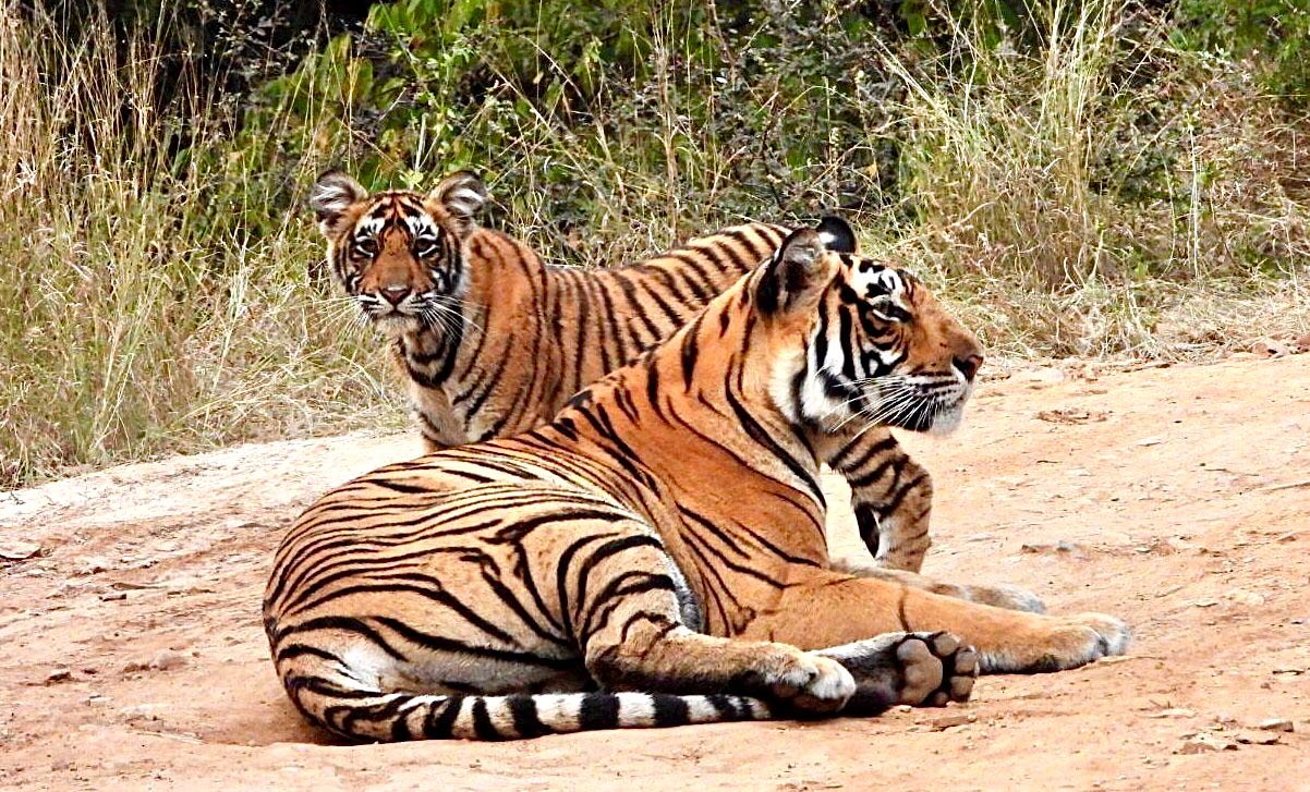 Ranthambore Tiger Safari 123