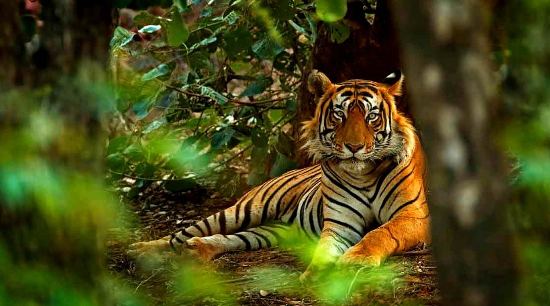 Ranthambore Tiger