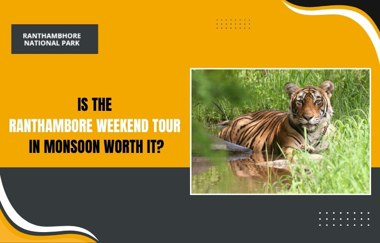 Ranthambore Weekend Tour in Monsoon Worth It