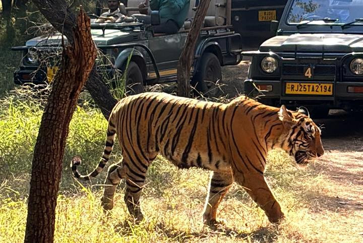 8 Amazing Facts About Ranthambore Wildlife Sanctuary