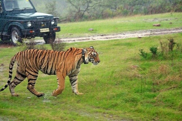 Ranthambore open in Monsoon 01